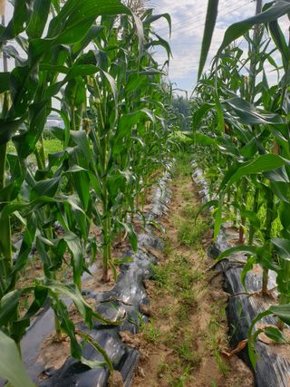 동읍초보임화영님의 그동안 생산한 농작물은? · 참여글 작성글 사진