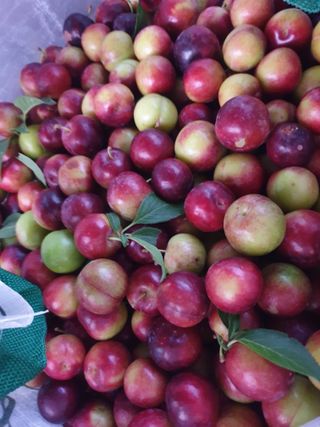 동읍초보임화영님의 그동안 생산한 농작물은? · 참여글 작성글 사진