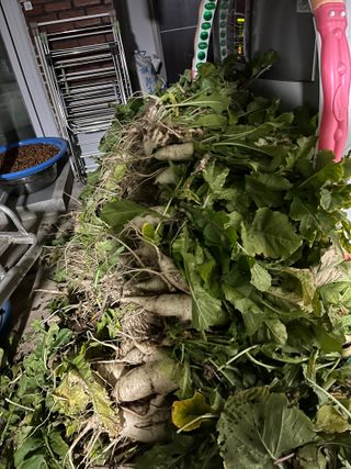 최성진님의 그동안 생산한 농작물은? · 참여글 작성글 사진