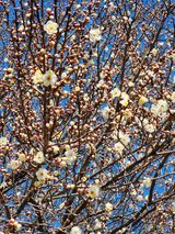 팜모닝 매실·자유게시판 게시글 이미지