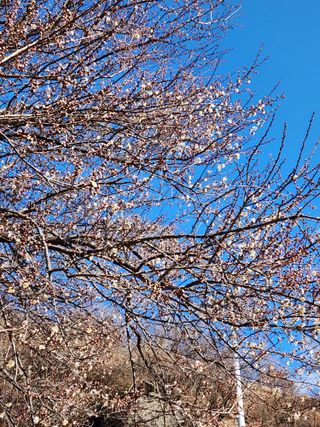 이승재님의 매실 · 자유게시판 작성글 사진