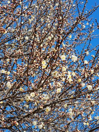 이승재님의 매실 · 자유게시판 작성글 사진