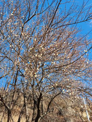 이승재님의 매실 · 자유게시판 작성글 사진