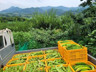 임승철(들과숲)님의 작성글 사진