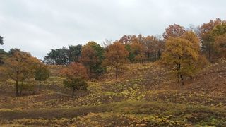 알 수 없음님의 두릅 · 일상 작성글 사진