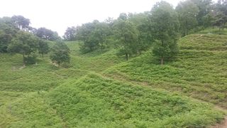 알 수 없음님의 두릅 · 일상 작성글 사진