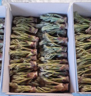 알 수 없음님의 두릅 · 일상 작성글 사진