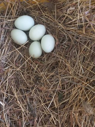 고랑이랑 임수연님의 자유주제 · 자유게시판 작성글 사진