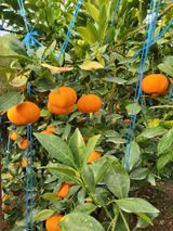 팜모닝 · 게시글 이미지