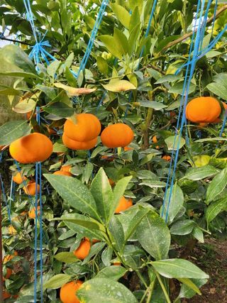 소월영님의 작성글 사진