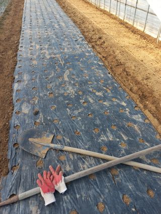 농민님의 상추 · 자유게시판 작성글 사진