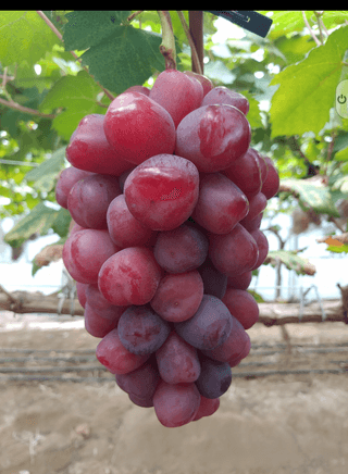 전성란님의 그동안 생산한 농작물은? · 참여글 작성글 사진