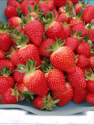 전성란님의 그동안 생산한 농작물은? · 참여글 작성글 사진