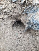 팜모닝 마늘·병해충상담 게시글 이미지