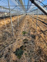 팜모닝 포도·자유게시판 게시글 이미지