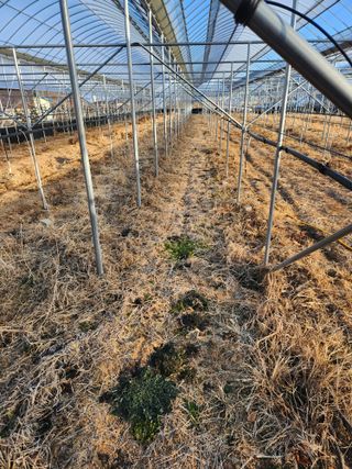 윤농장님의 포도 · 자유게시판 작성글 사진