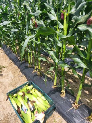 사과13993님의 그동안 생산한 농작물은? · 참여글 작성글 사진