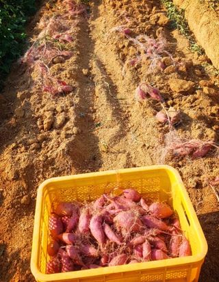 사과13993님의 그동안 생산한 농작물은? · 참여글 작성글 사진