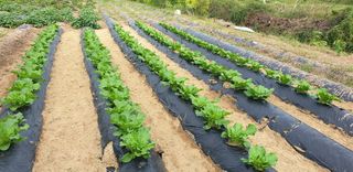 김동진님의 그동안 생산한 농작물은? · 참여글 작성글 사진