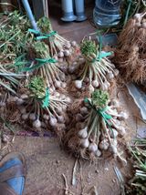 팜모닝 그동안 생산한 농작물은?·참여글 게시글 이미지