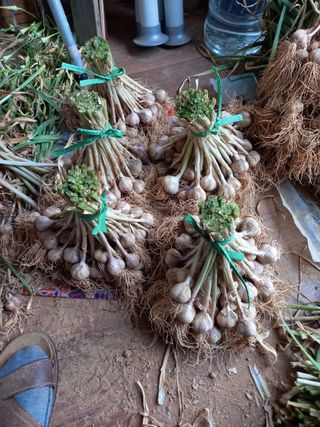 복숭아10426님의 그동안 생산한 농작물은? · 참여글 작성글 사진