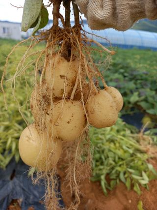 복숭아10426님의 그동안 생산한 농작물은? · 참여글 작성글 사진