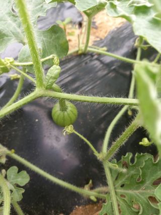 복숭아10426님의 그동안 생산한 농작물은? · 참여글 작성글 사진