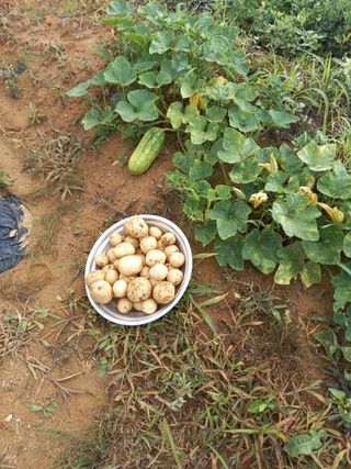 복숭아10426님의 그동안 생산한 농작물은? · 참여글 작성글 사진