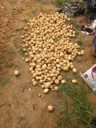 복숭아10426님의 그동안 생산한 농작물은? · 참여글 작성글 사진