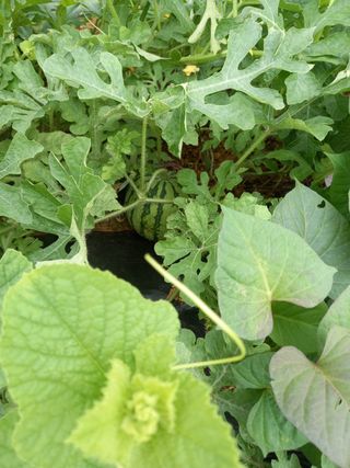 복숭아10426님의 그동안 생산한 농작물은? · 참여글 작성글 사진