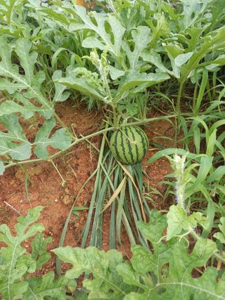 복숭아10426님의 그동안 생산한 농작물은? · 참여글 작성글 사진