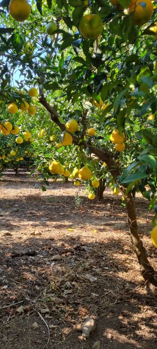 탐라국농부님의 그동안 생산한 농작물은? · 참여글 작성글 사진