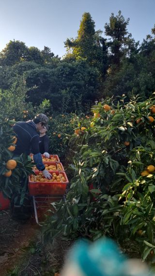 탐라국농부님의 그동안 생산한 농작물은? · 참여글 작성글 사진