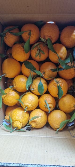 탐라국농부님의 그동안 생산한 농작물은? · 참여글 작성글 사진