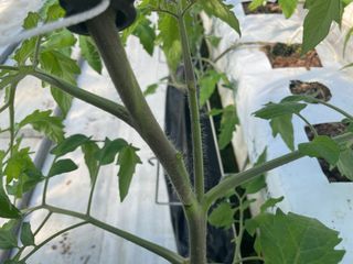 그린애농장님의 토마토 · 영농일지 작성글 사진