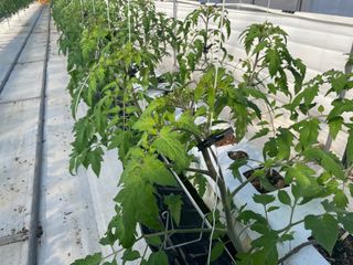 그린애농장님의 토마토 · 영농일지 작성글 사진