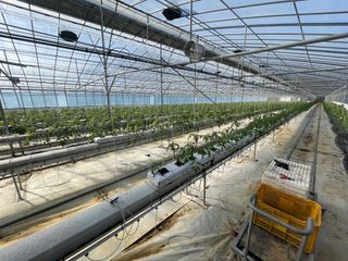 그린애농장님의 토마토 · 영농일지 작성글 사진