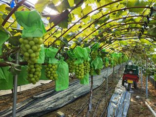 정이오가네농원님의 그동안 생산한 농작물은? · 참여글 작성글 사진