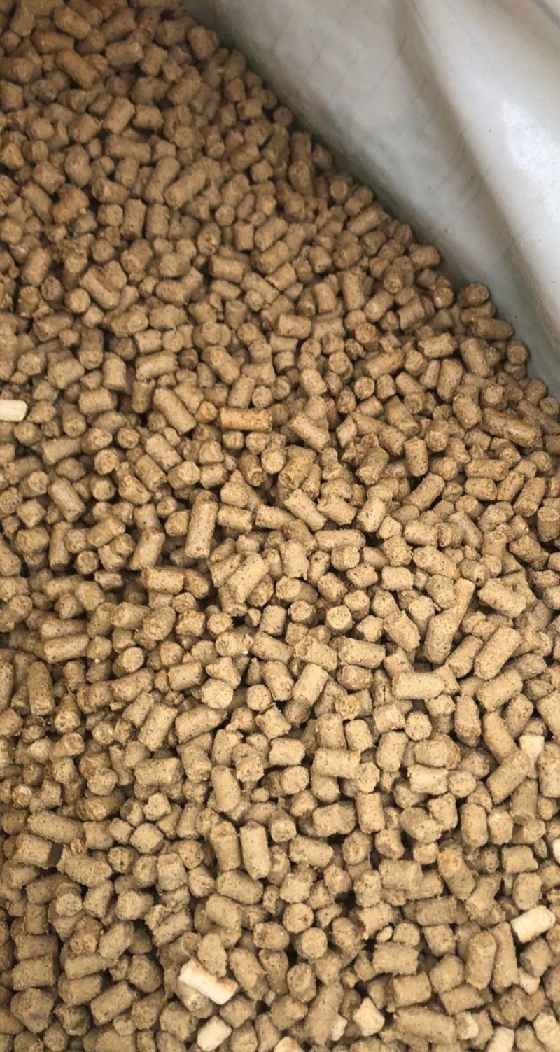 장터 상품 [피롤땅심이] 썸네일