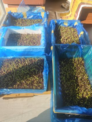 박정애님의 고추 · 파종•정식 작성글 사진