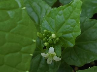 여우내 이순홍님의 기타작물 · 자유게시판 작성글 사진