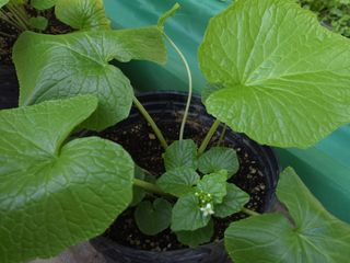 여우내 이순홍님의 기타작물 · 자유게시판 작성글 사진