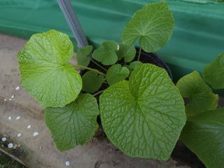 여우내 이순홍님의 기타작물 · 자유게시판 작성글 사진