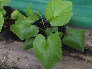 여우내 이순홍님의 기타작물 · 자유게시판 작성글 사진