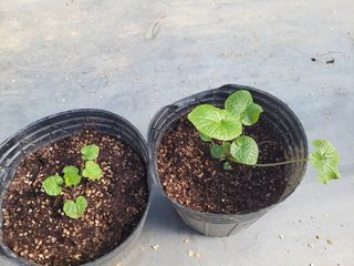 여우내 이순홍님의 기타작물 · 자유게시판 작성글 사진