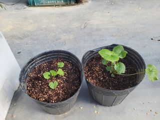 여우내 이순홍님의 기타작물 · 자유게시판 작성글 사진