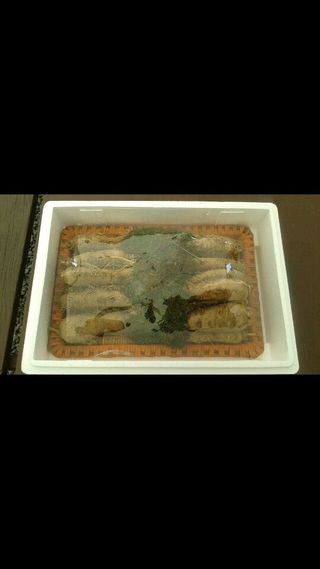 신수현님의 그동안 생산한 농작물은? · 참여글 작성글 사진