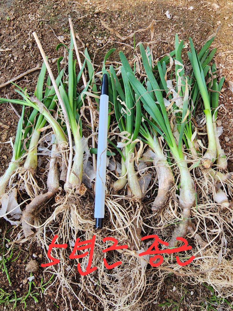 약초원 김종군님의 장터 판매 상품 [5년생두메부추종근판매] 첨부 사진