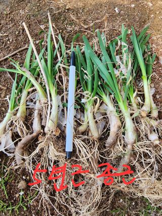 약초원 김종군님의 작성글 사진