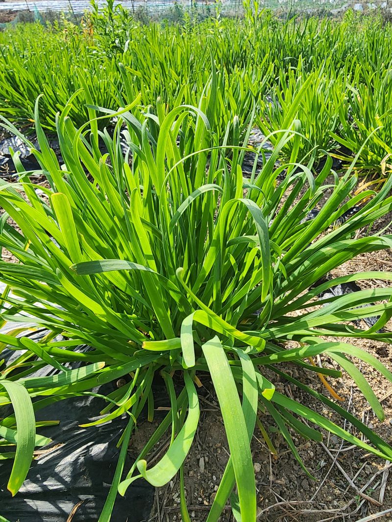 약초원 김종군님의 장터 판매 상품 [5년생두메부추종근판매] 첨부 사진
